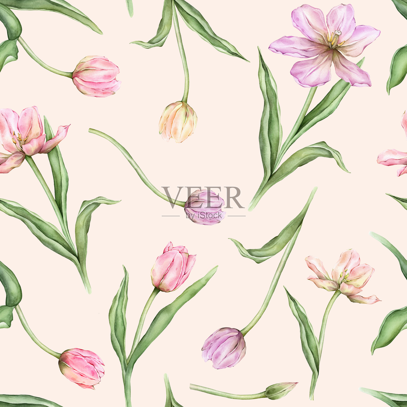 淡粉色、浅紫色和黄色花蕾郁金香的无缝图案,水彩插图,背景独立。手绘精致的春季多年生球根花,适用于春季婚礼的重复设计。插画图片素材