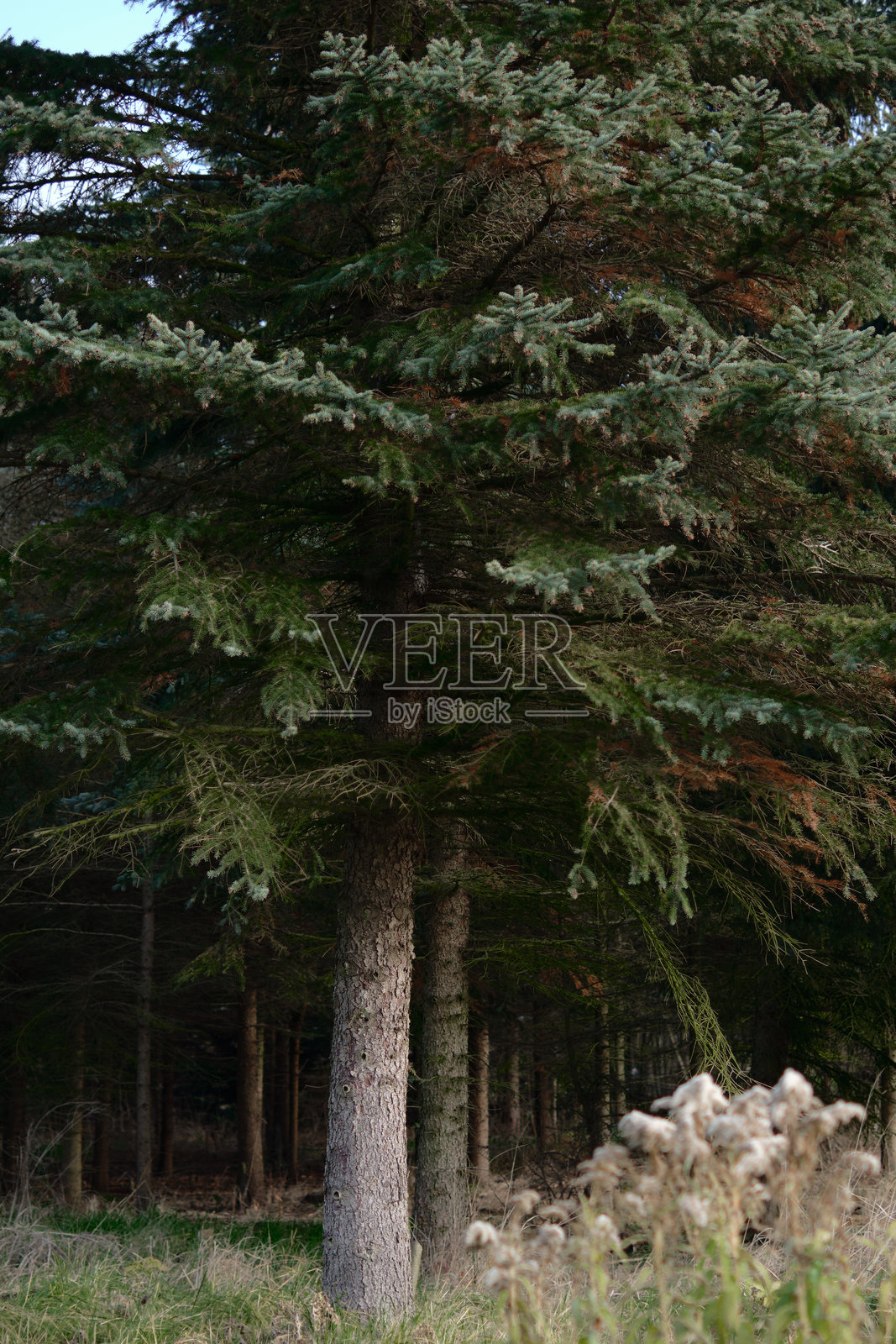 森林中央的一棵大树,绿针叶。照片摄影图片