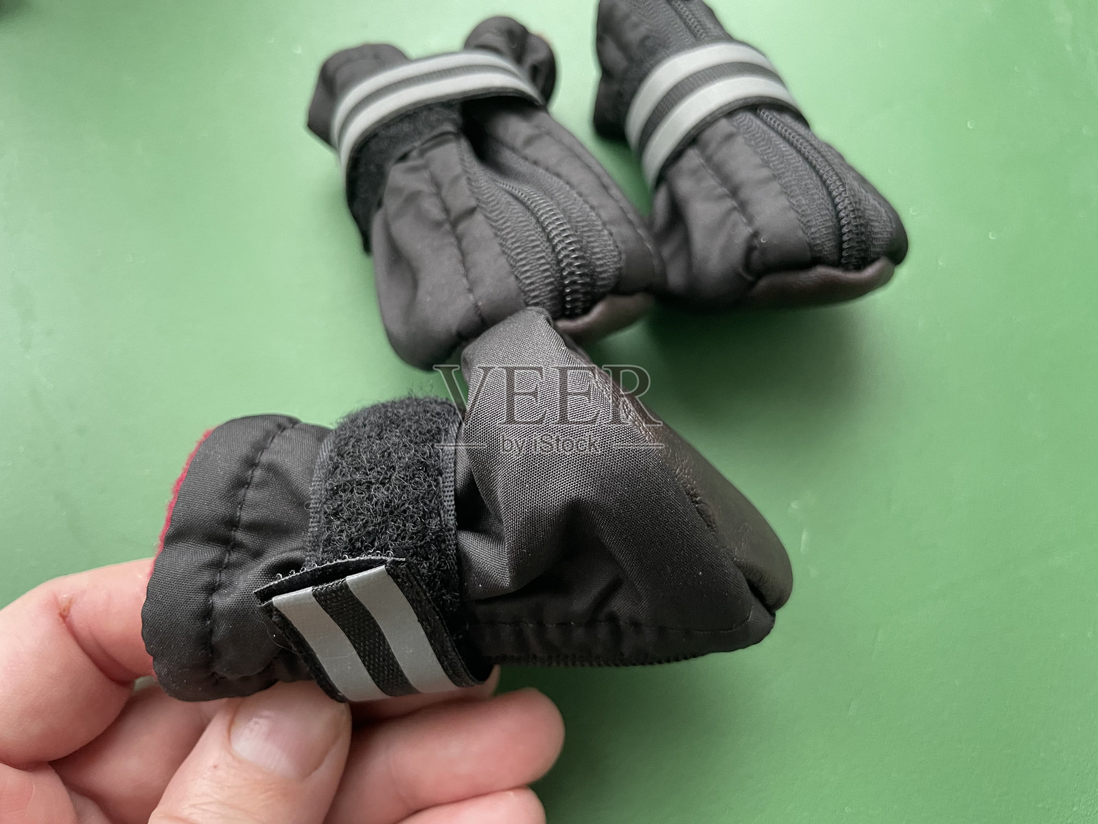 穿着时尚鞋子和衣服的狗照片摄影图片