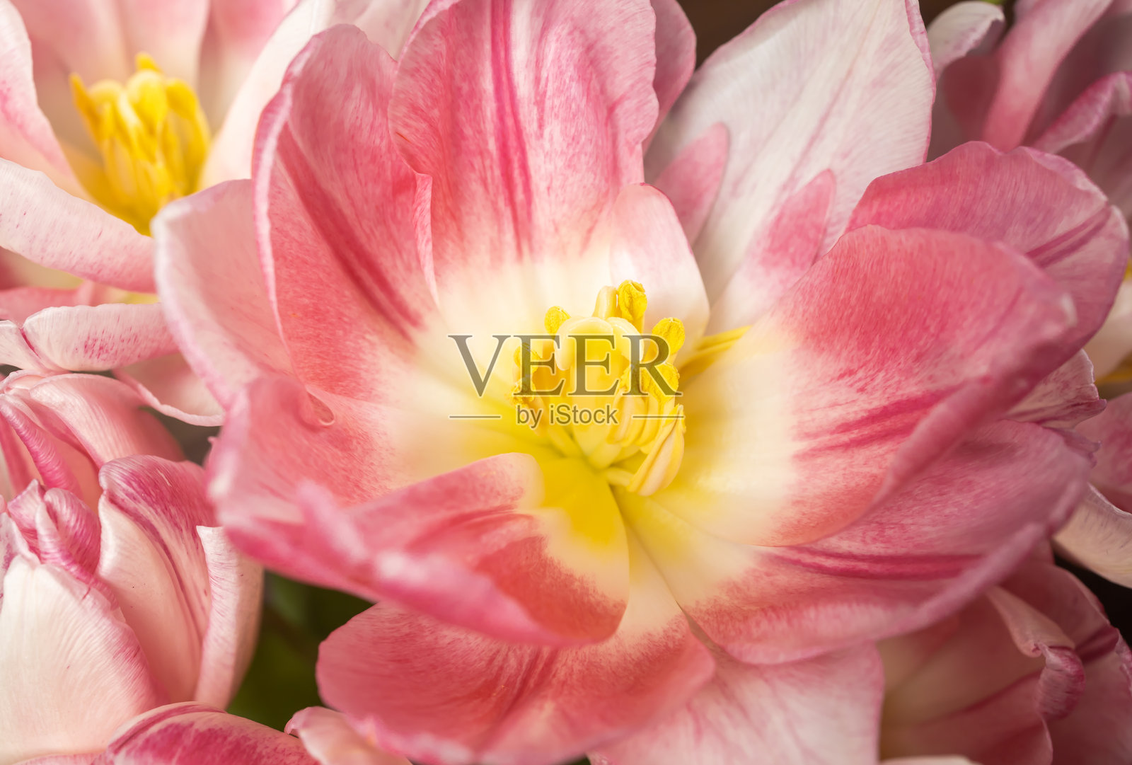 粉色郁金香照片摄影图片