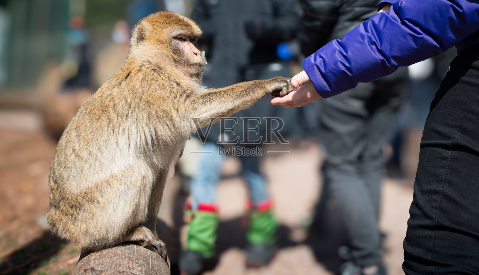 一个人正用手喂一只猴子食物。照片摄影图片