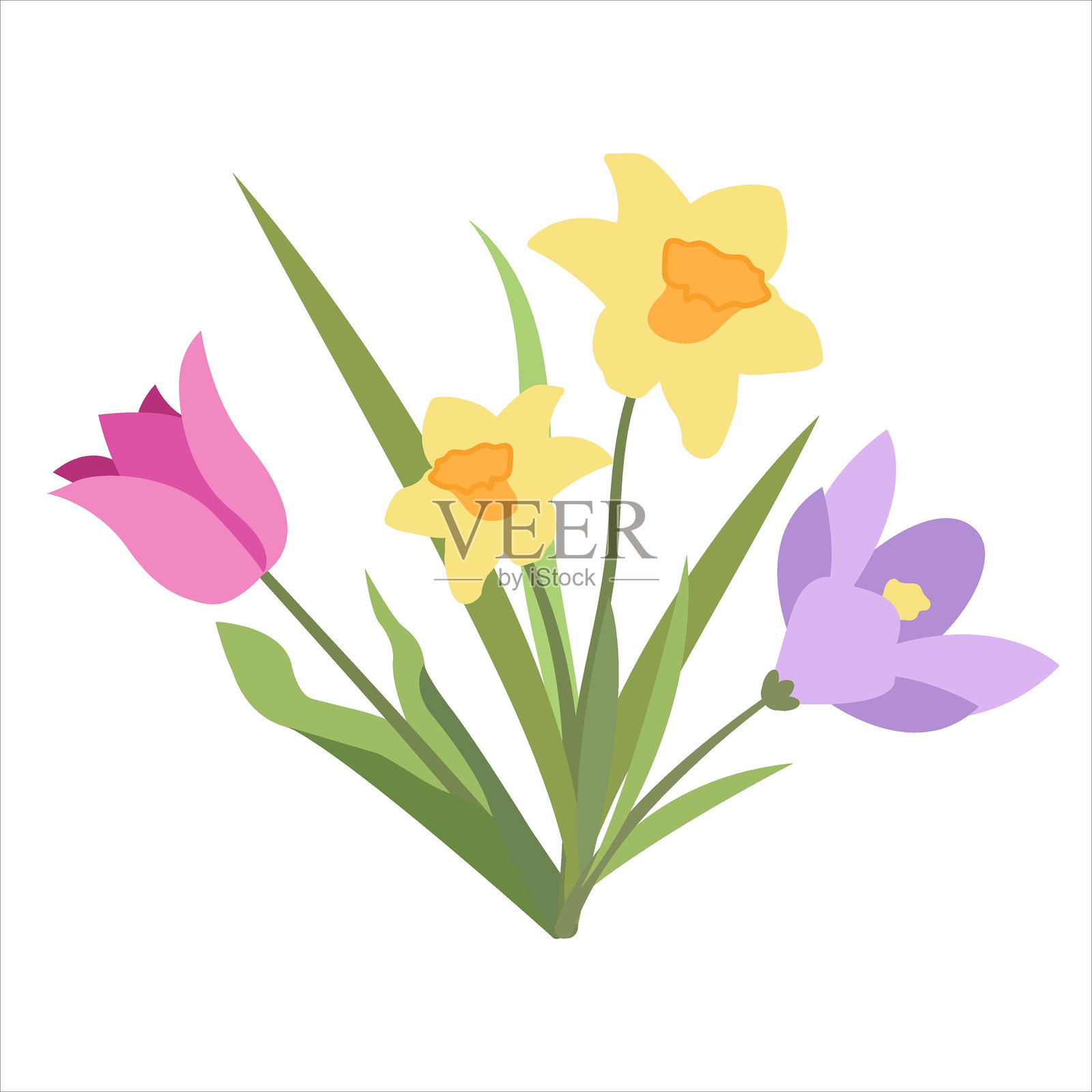 简单的春季设计:番红花、水仙花和郁金香。插画图片素材