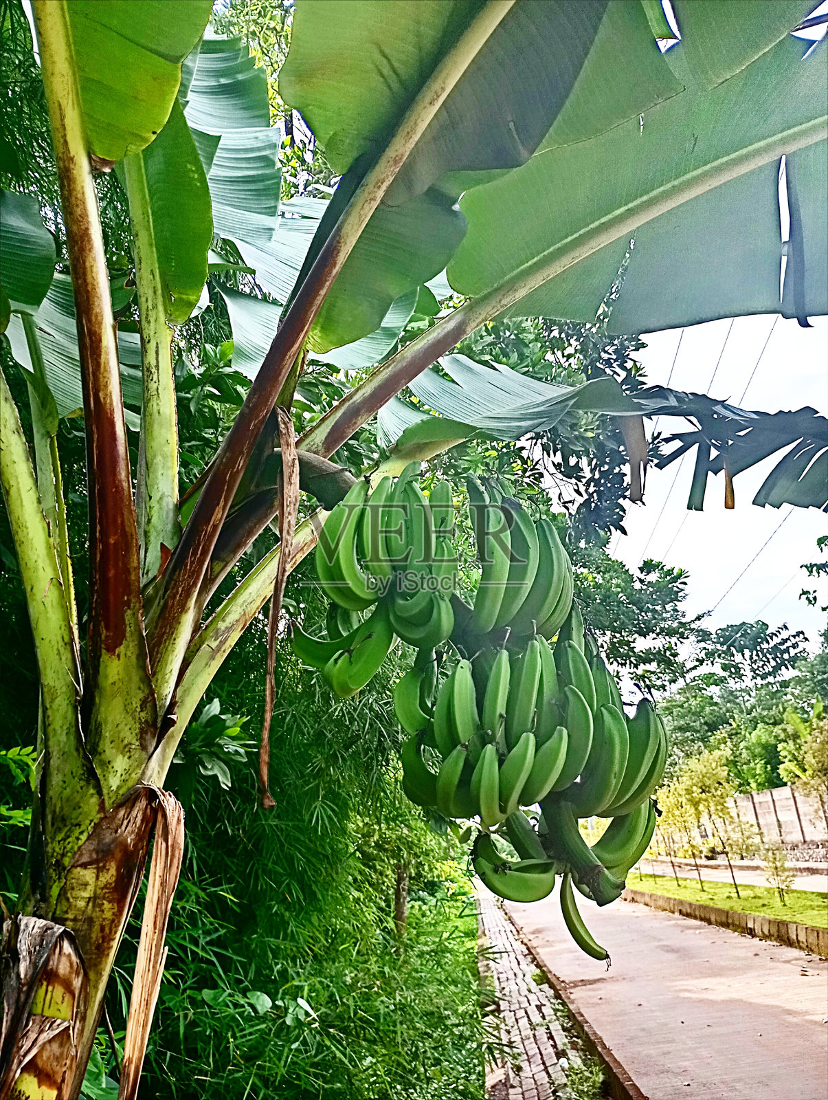 香蕉树的果实照片摄影图片