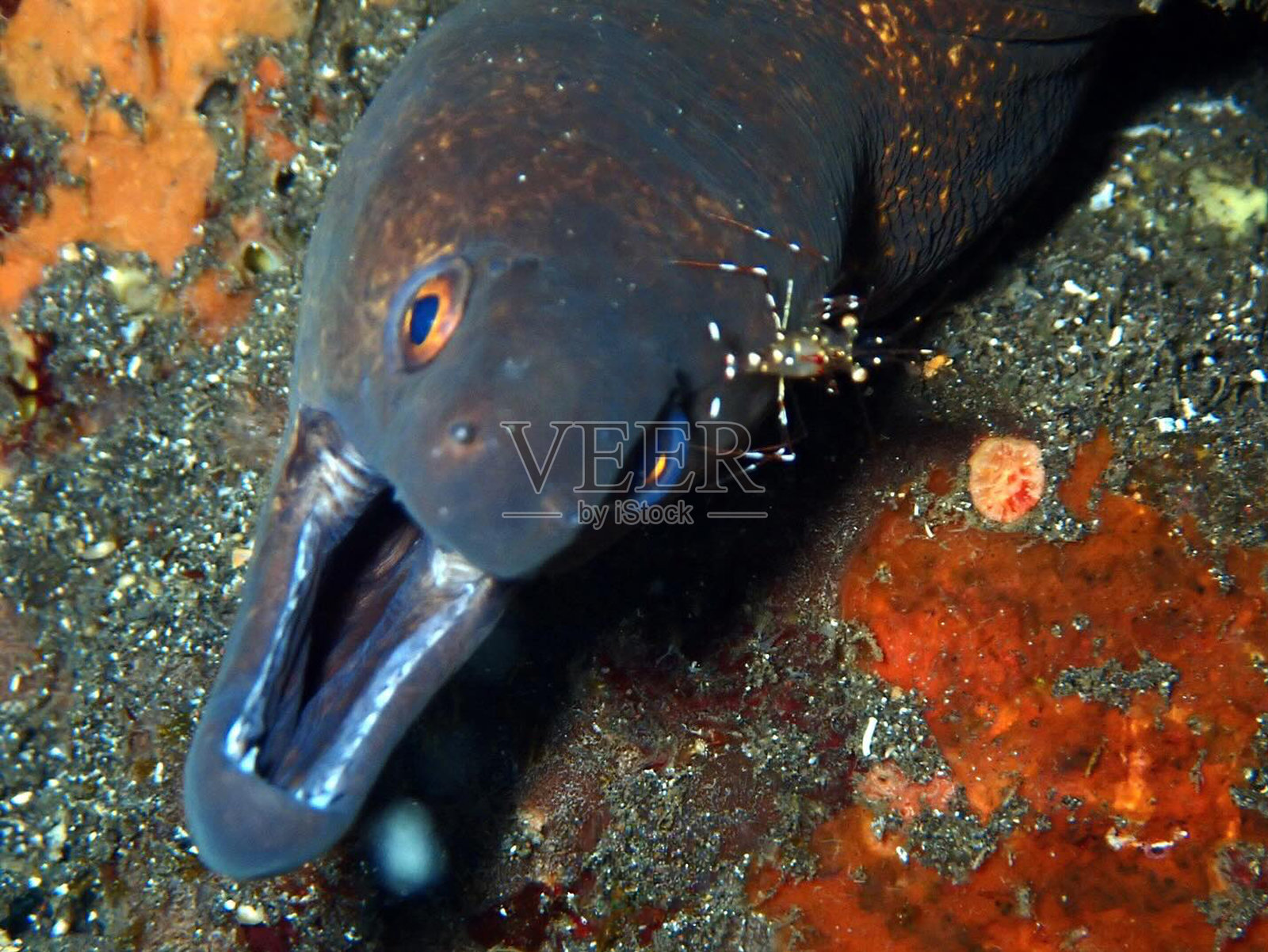 海鳗照片摄影图片