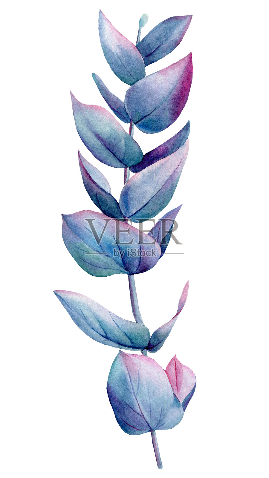 桉树水彩叶子和枝条,孤立在白色背景上,春季植物,适用于花卉和自然项目的绘画插画图片素材