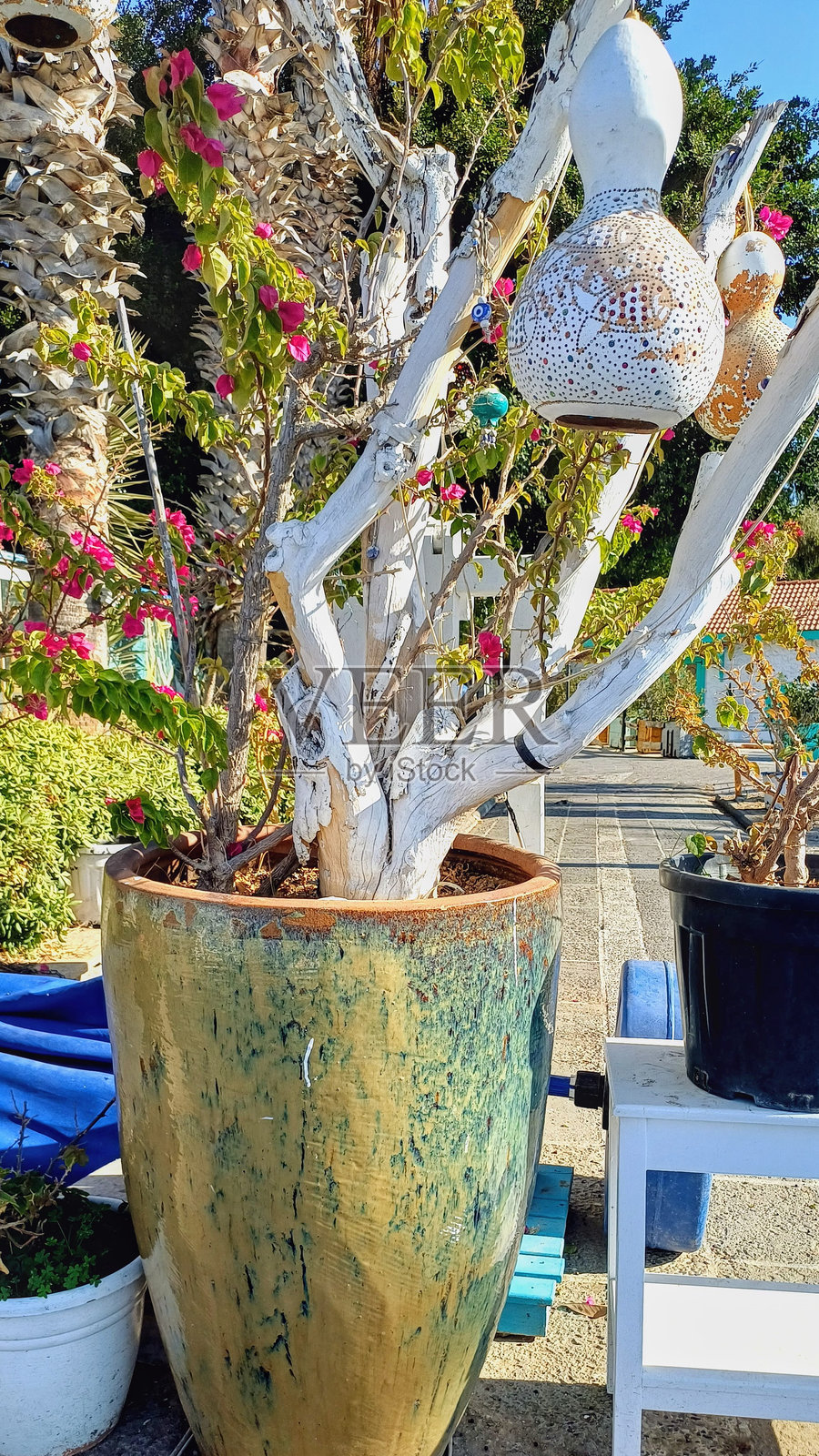 家庭花园,盆栽树木。照片摄影图片