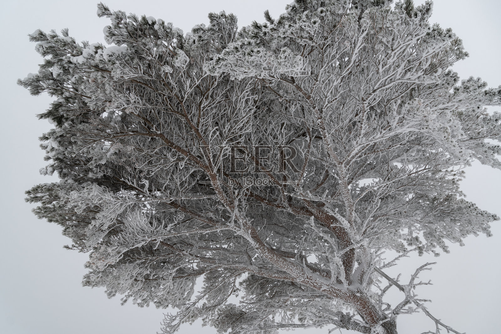 美丽的霜冻森林照片摄影图片