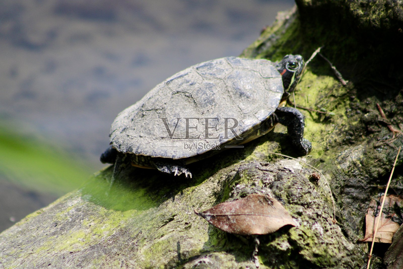 野生海龟照片摄影图片