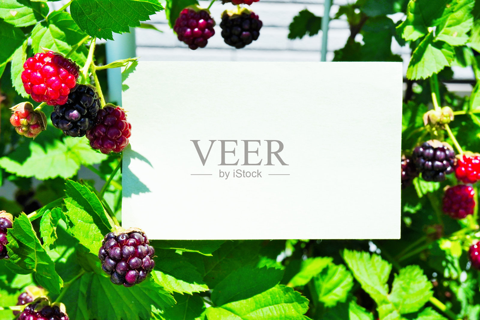 春季风格的标题框模型,背景是丰盛户外绿叶中的黑莓果实照片摄影图片