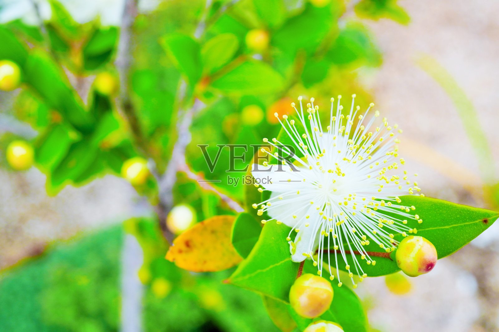 可爱的纯白色花朵和正在户外绽放的香桃木花蕾特写照片摄影图片