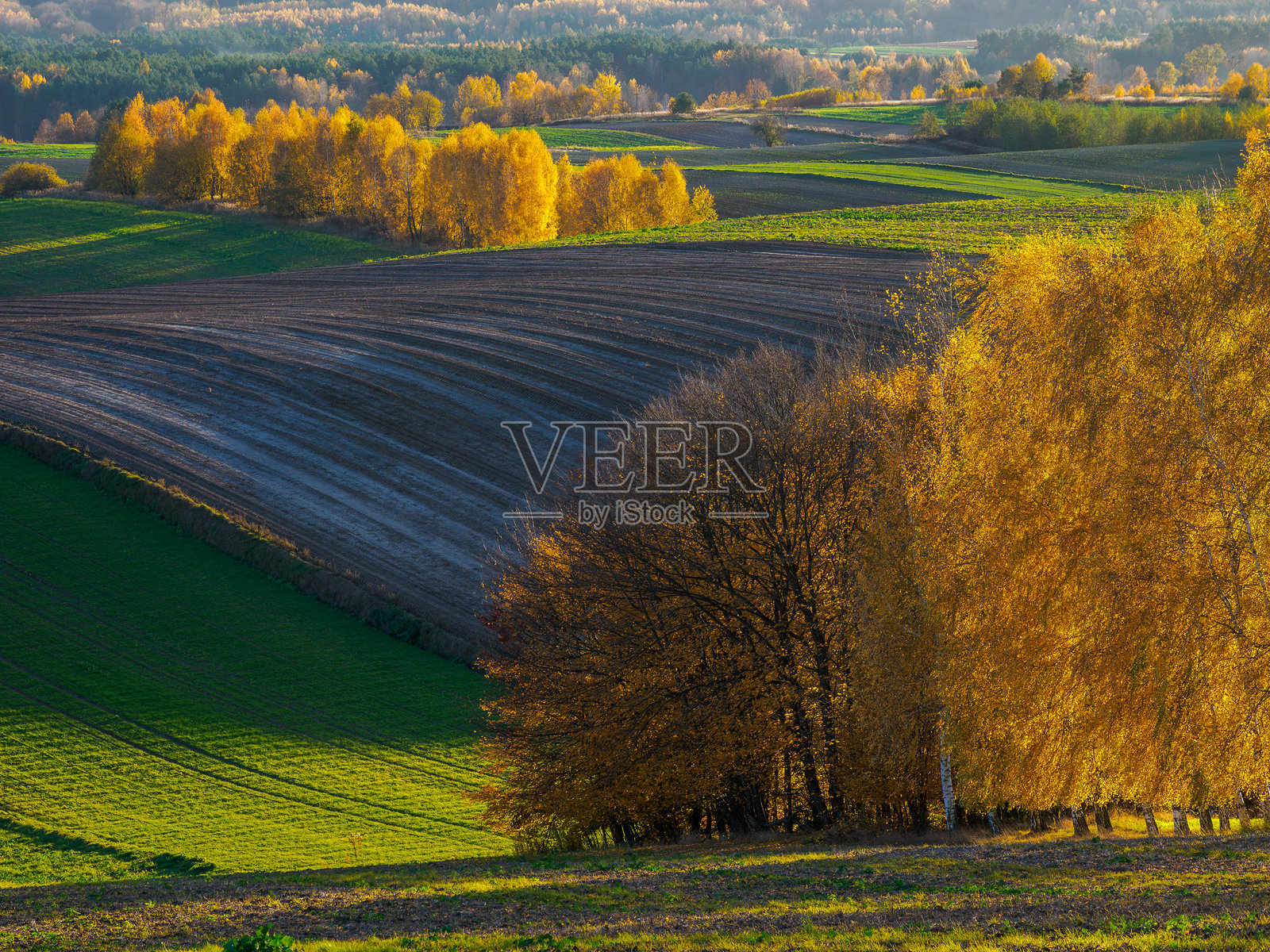 秋季农业风光。照片摄影图片