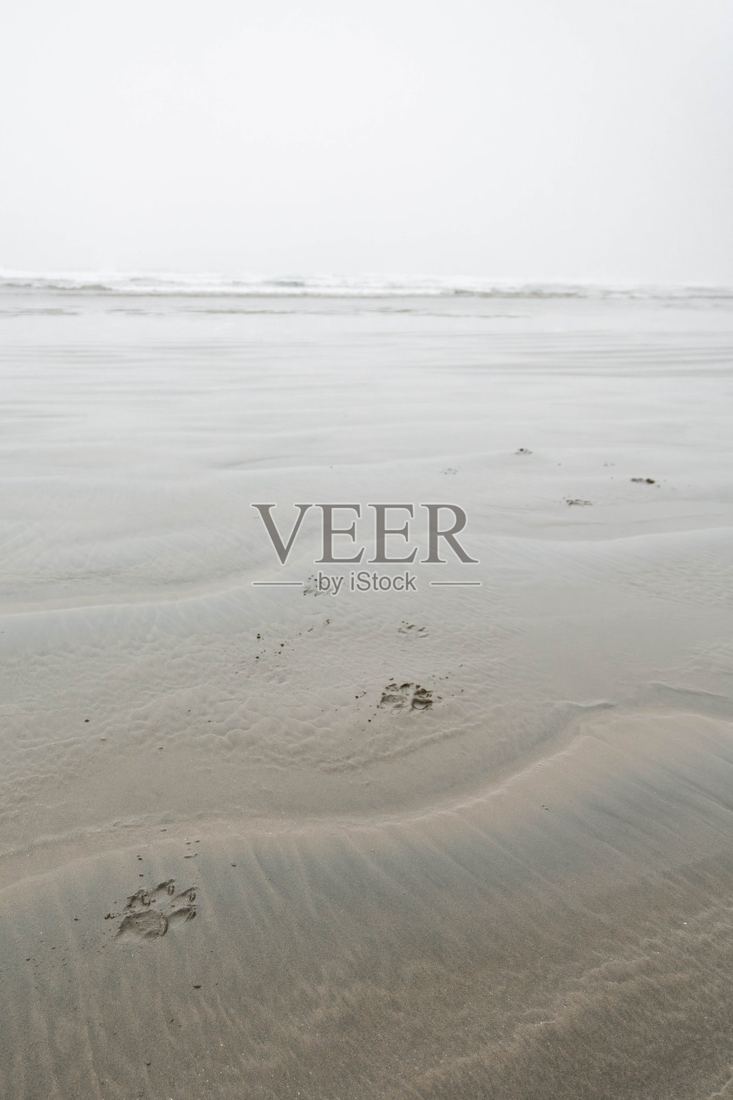 在加拿大不列颠哥伦比亚省温哥华岛托菲诺附近,切斯特曼海滩上,阴霾的多云天气中留下了狗爪印。照片摄影图片