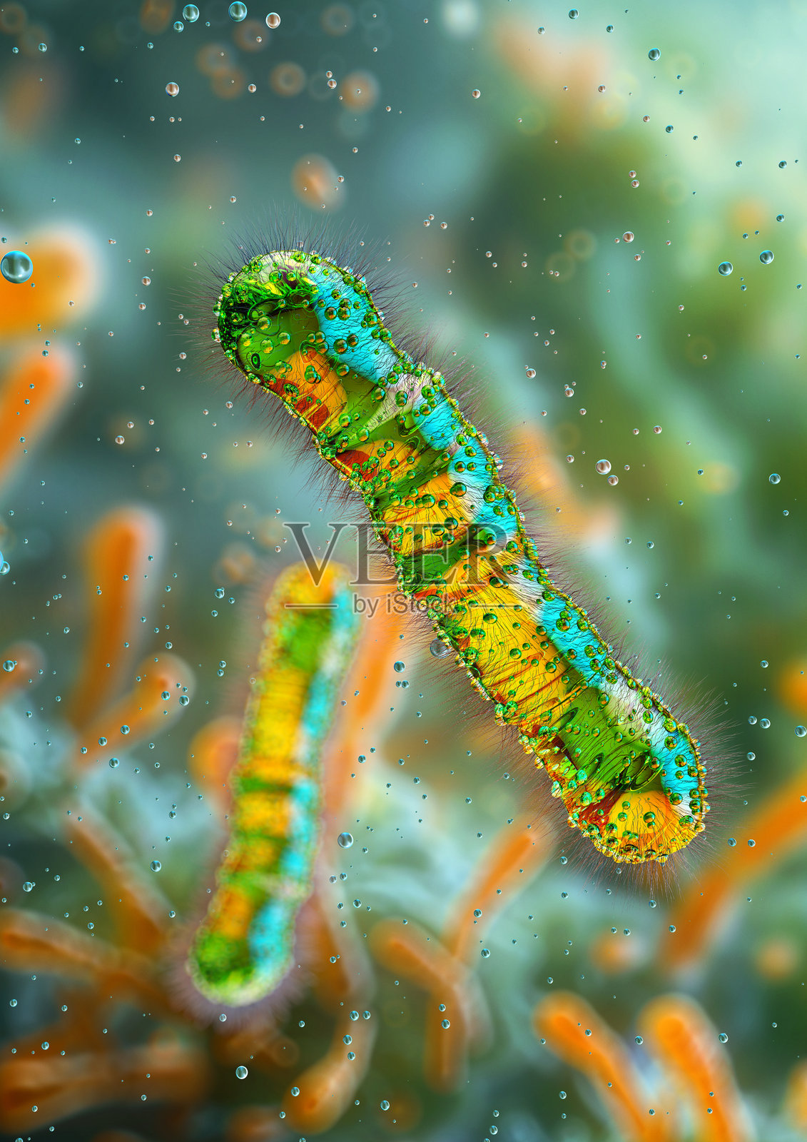 杆菌,棒状细菌,原核病原微生物。照片摄影图片