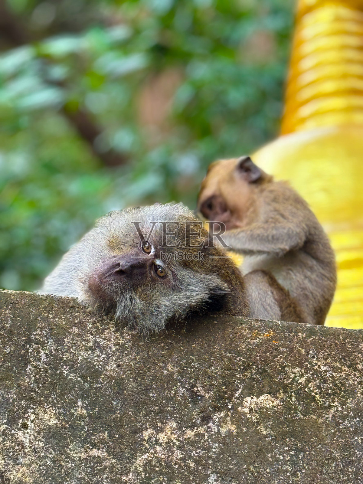 泰国东南亚的猴子照片摄影图片