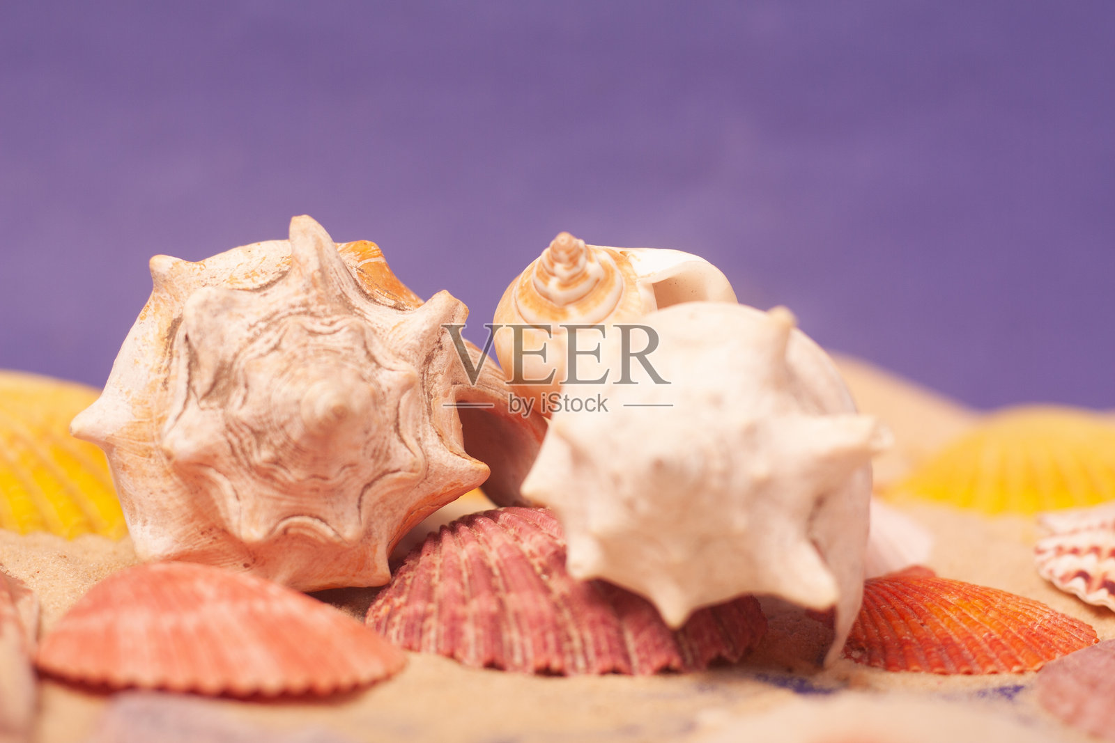 五彩缤纷的海贝壳照片摄影图片