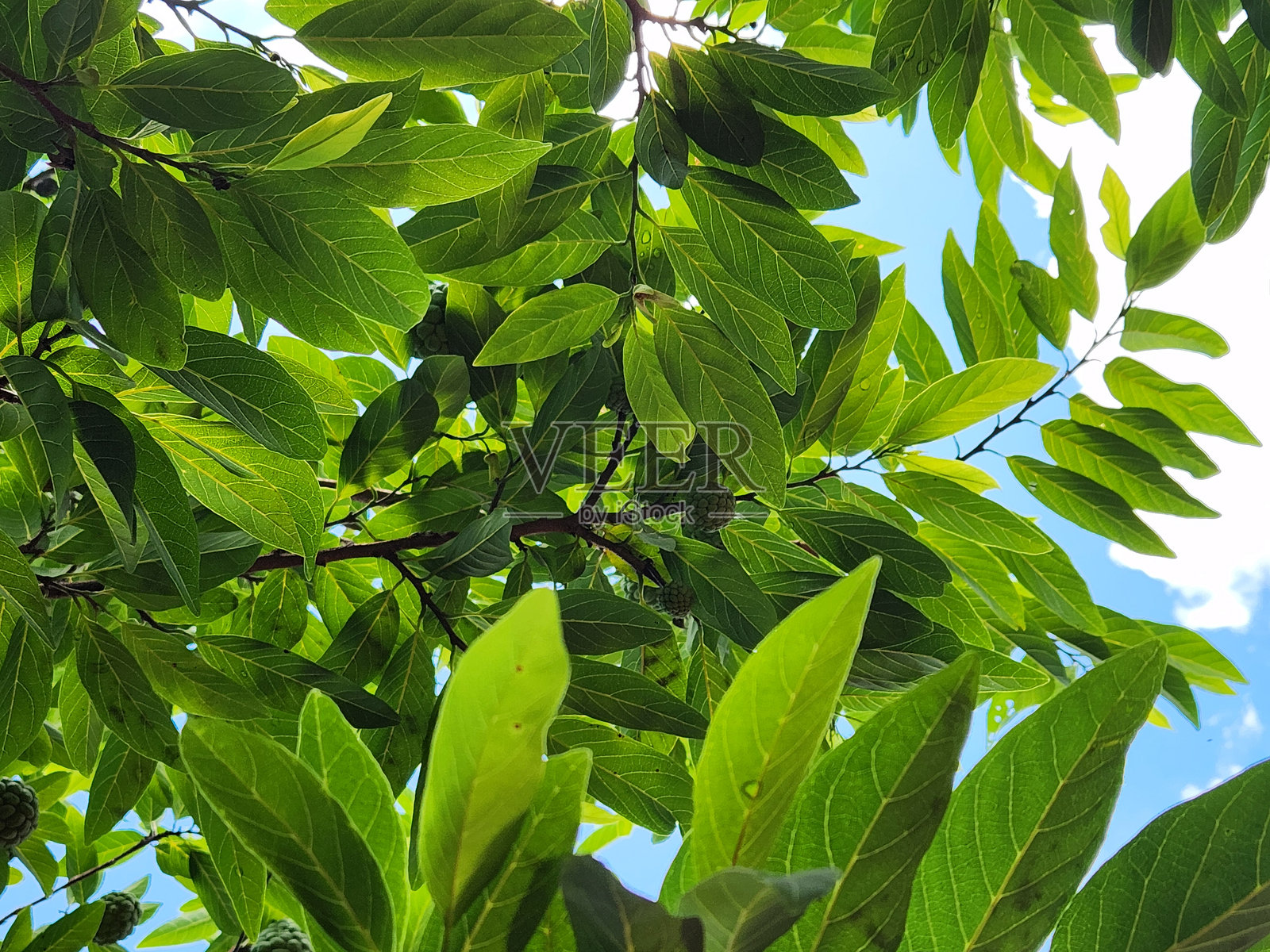 鳄梨树枝与披针形叶子在蓝天背景下:灵活的结构、浅棕色树皮,以及在支持果实和光合作用中的重要作用。照片摄影图片