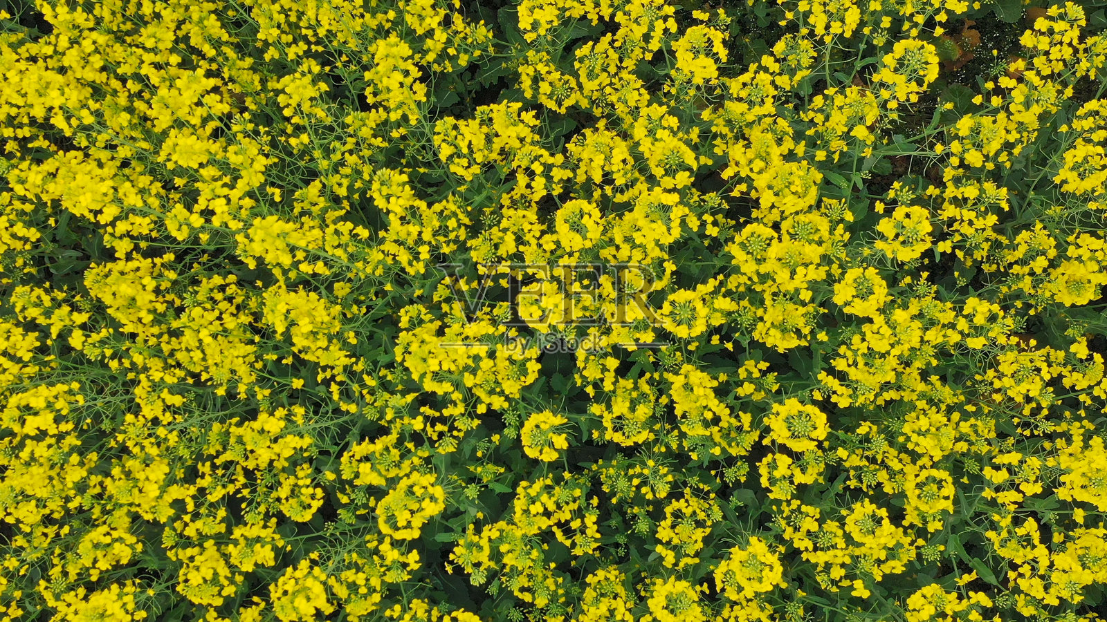 春天的油菜花,中国,亚洲。照片摄影图片