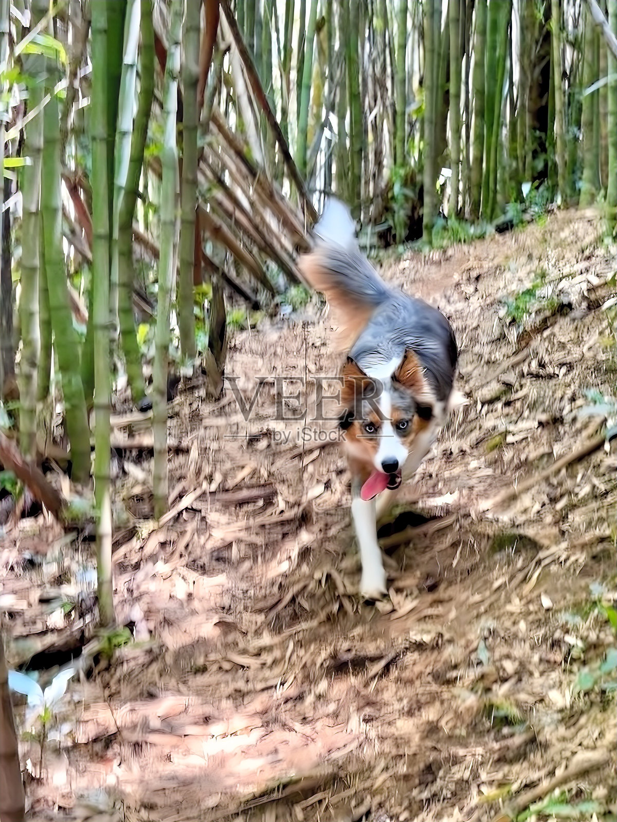 边境牧羊犬在竹林小径上照片摄影图片
