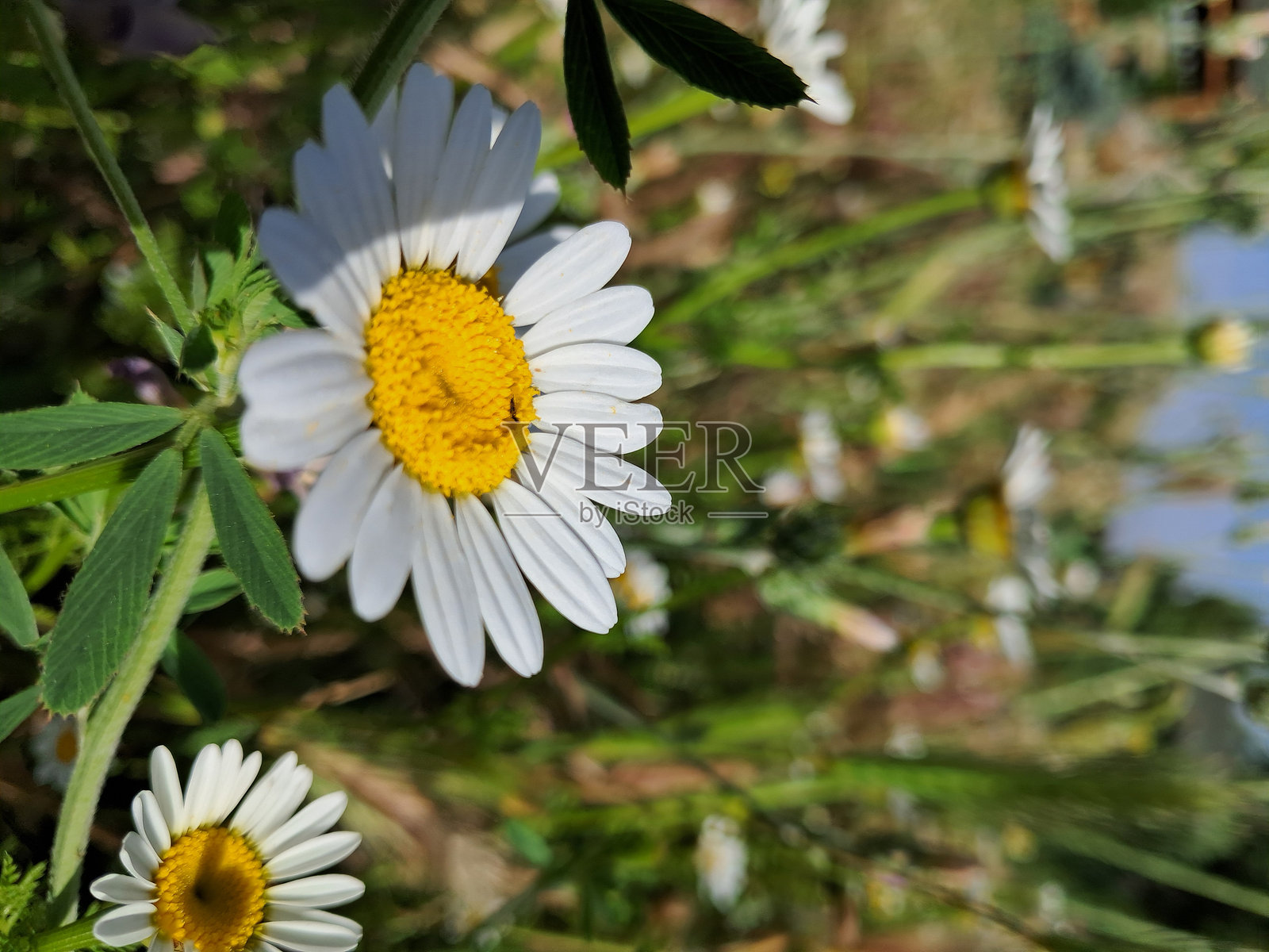 雏菊照片摄影图片