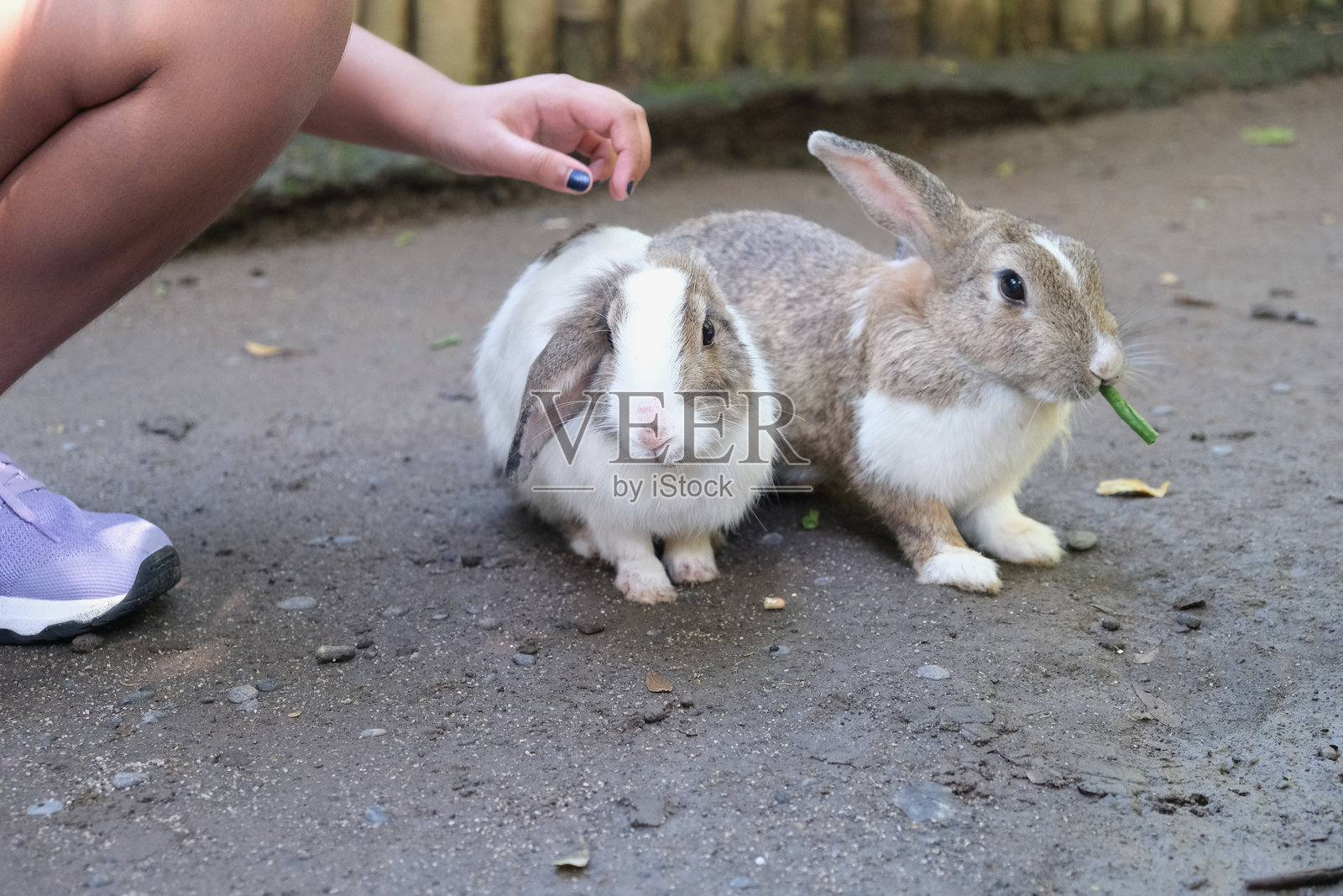 一个无法辨认的孩子在抚摸兔子照片摄影图片
