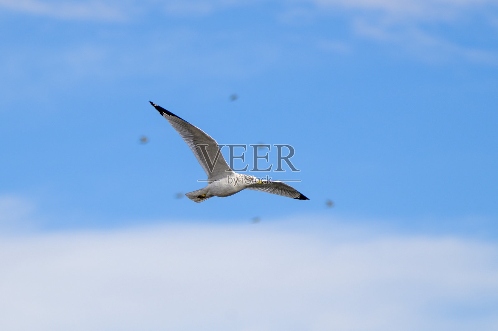 环嘴鸥在飞翔照片摄影图片