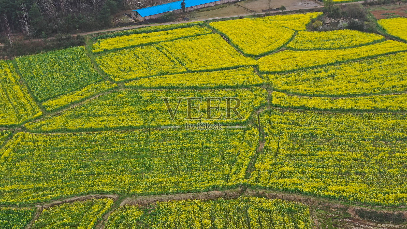 春天的油菜花,中国,亚洲。照片摄影图片