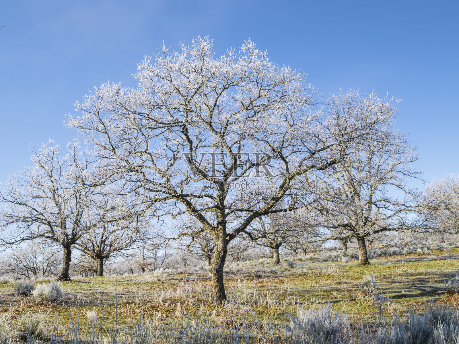 乡村寒冷霜冻的冬晨,橡树上覆盖着霜冻。照片摄影图片