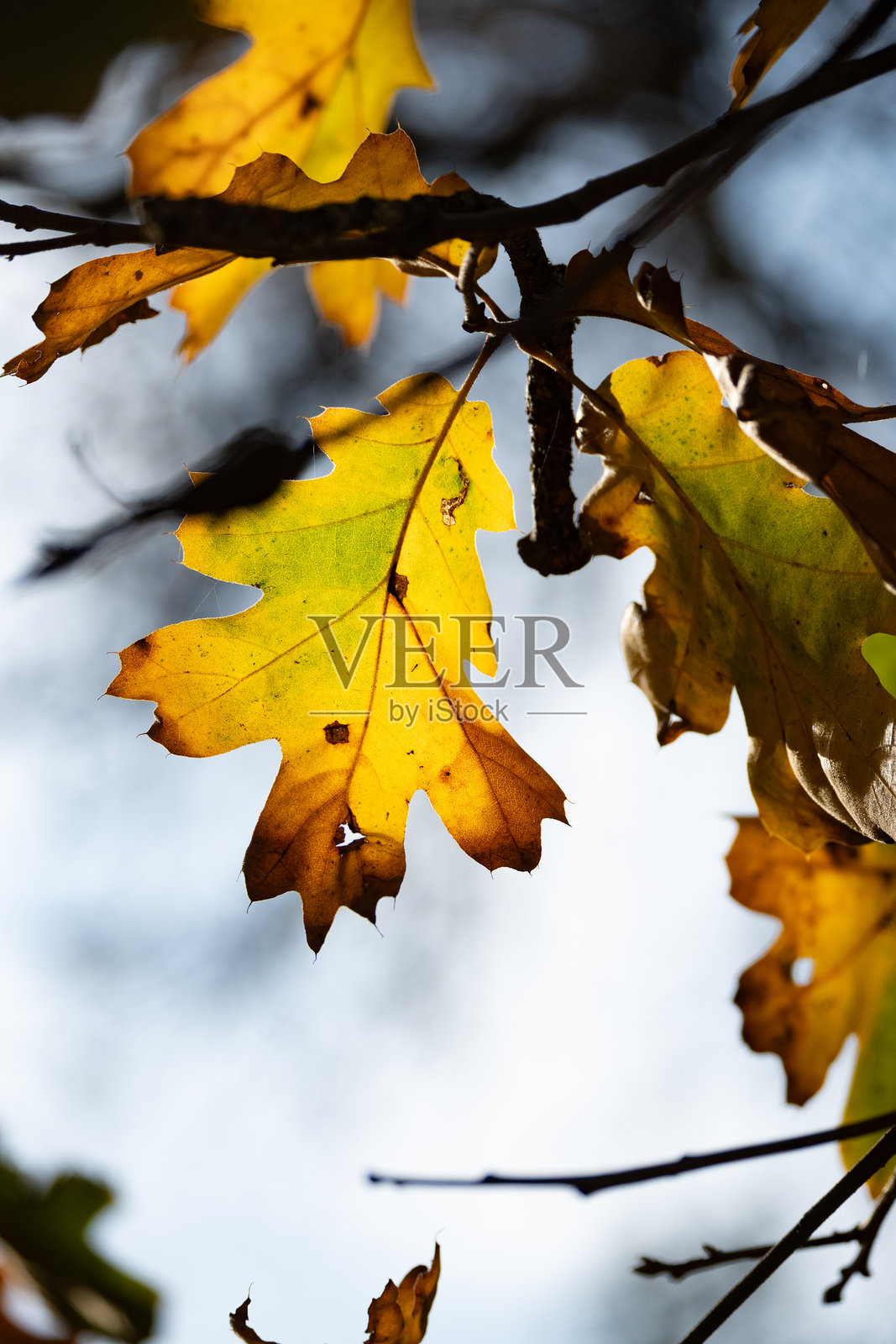 金色橡树叶照片摄影图片