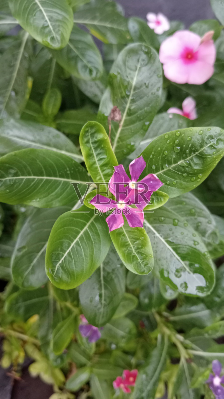 美丽而迷人的紫罗兰花,形状和颜色各异照片摄影图片