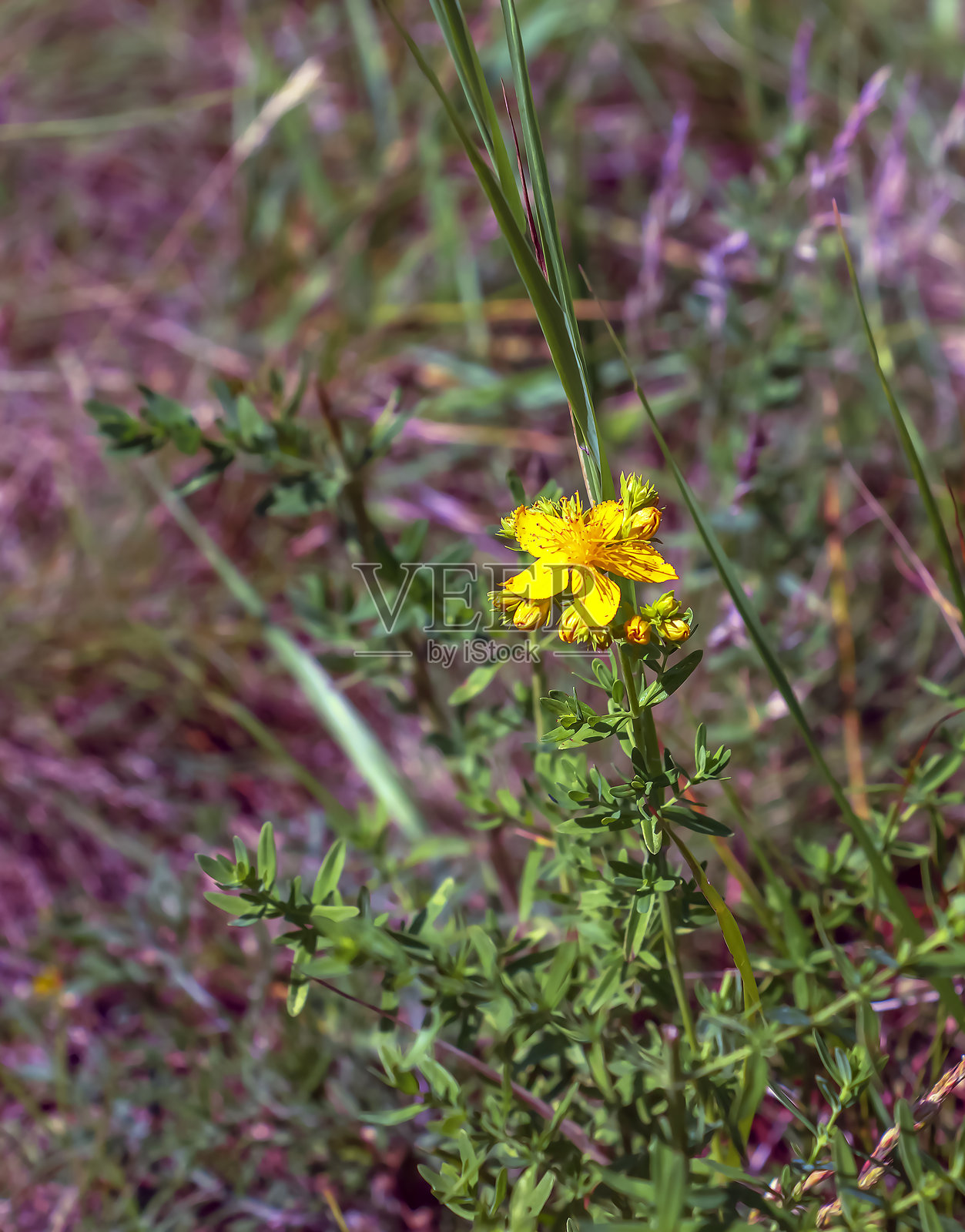 贯叶连翘(Hypericum perforatum)植物,开黄色花朵照片摄影图片