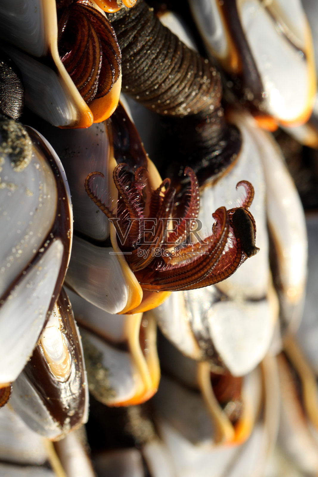 紧密打包照片摄影图片