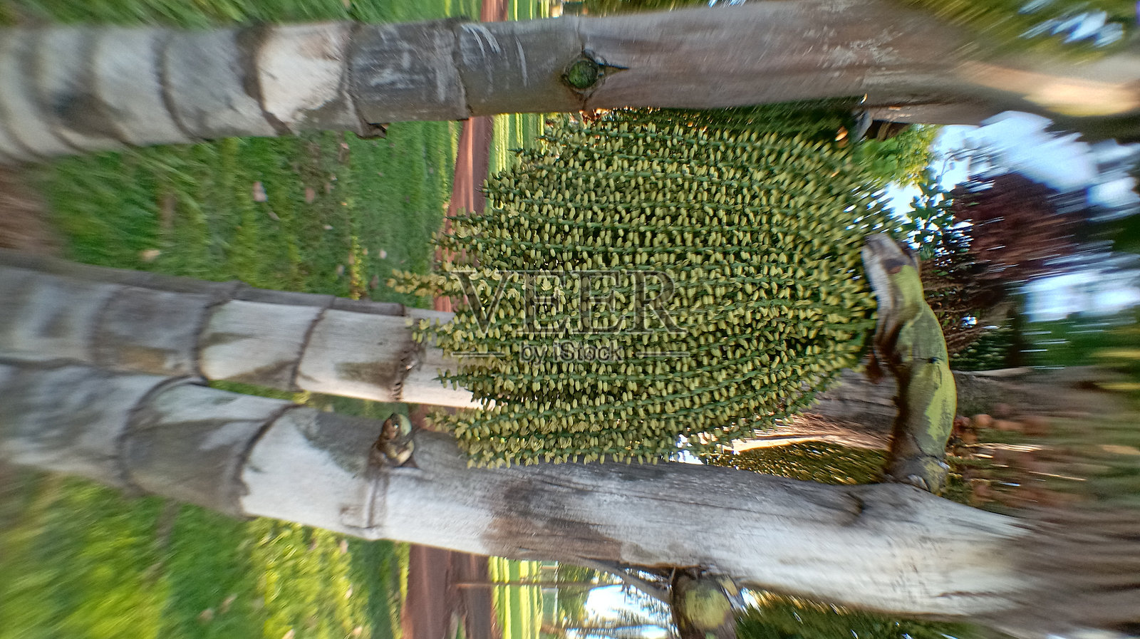 一堆水果和绿色椰子树照片摄影图片