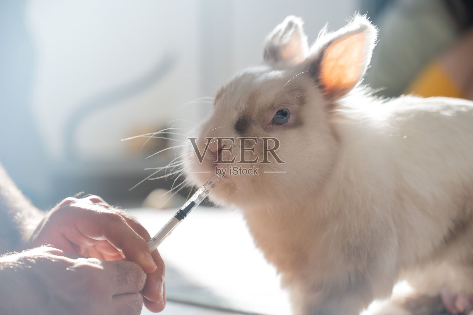 一个男人用注射器给兔子喂药。兔子从注射器中喝药。照片摄影图片