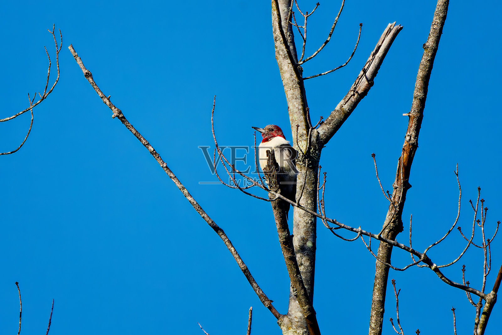 幼年红头啄木鸟 (Melanerpes erythrocephalus)。照片摄影图片