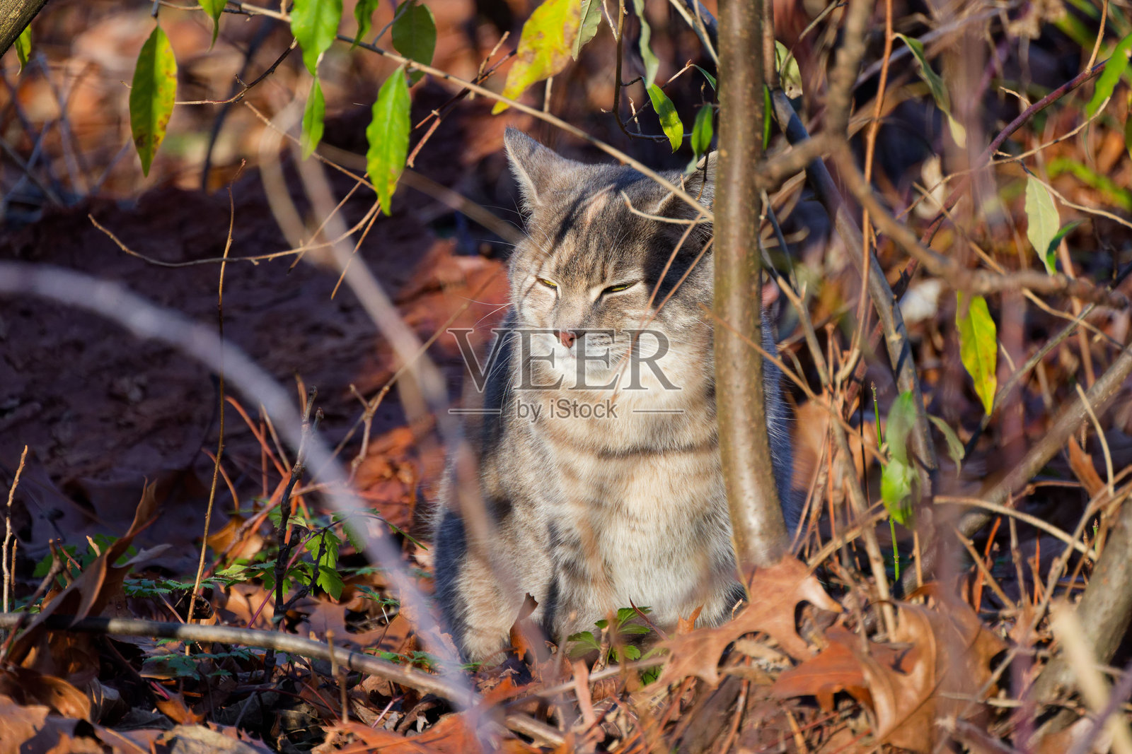 家猫照片摄影图片