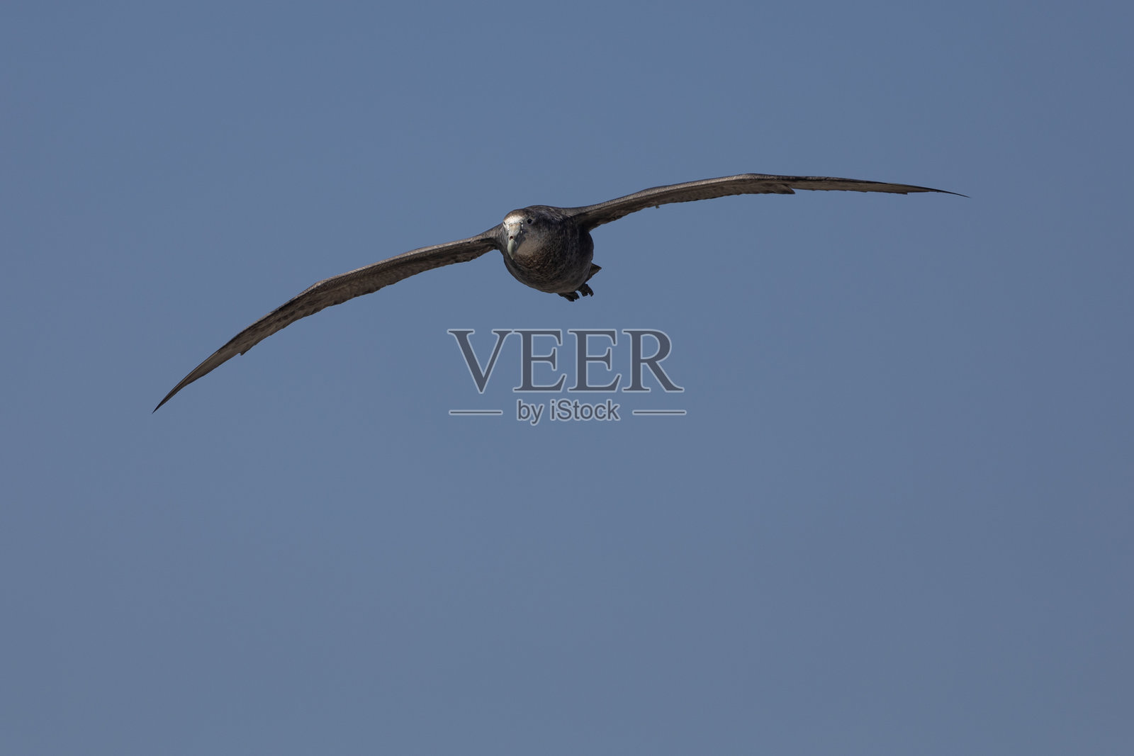 白腹鸬鹚,Leucocarbo (atriceps) albiventer,福克兰群岛照片摄影图片