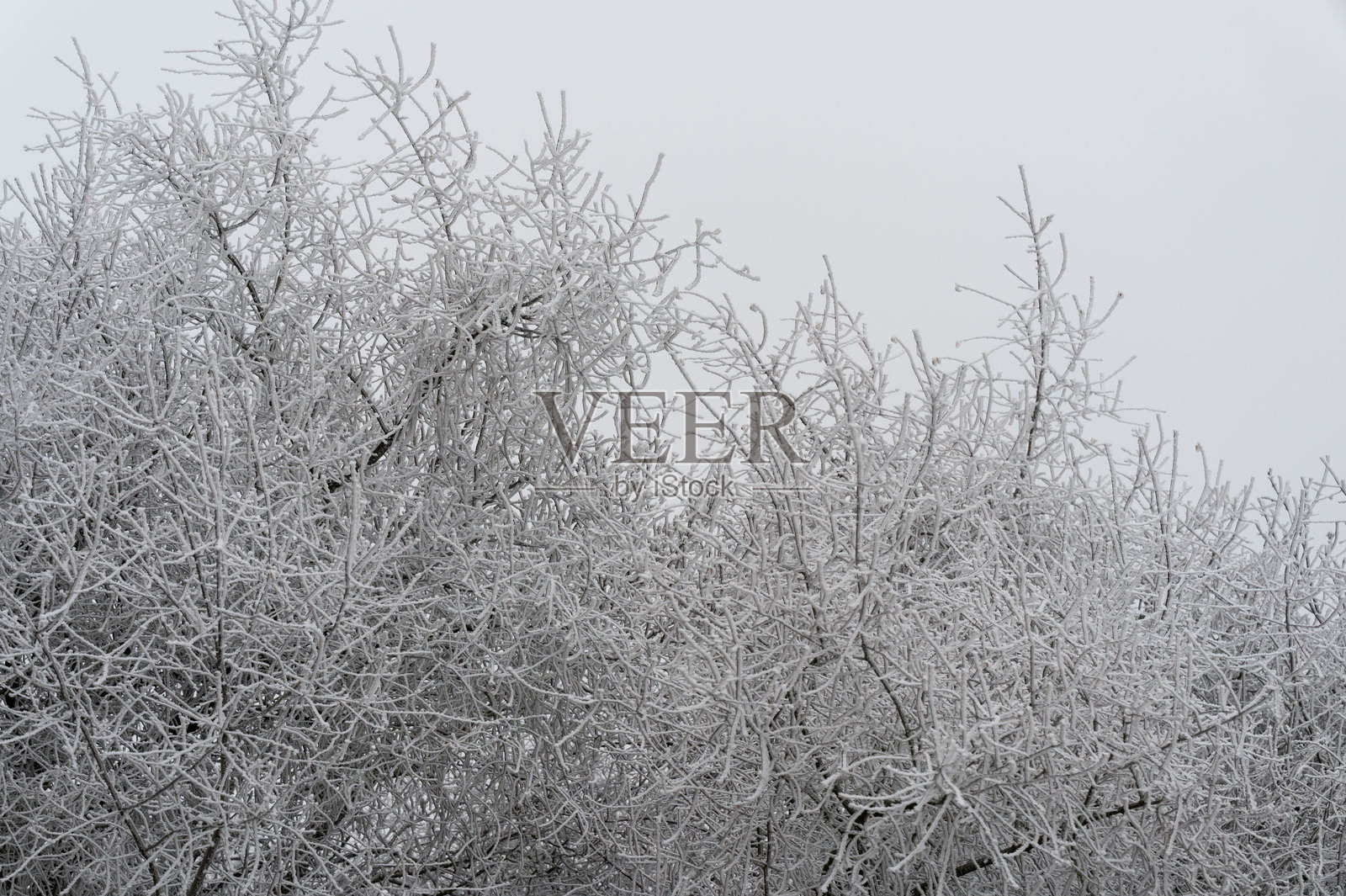 霜冻覆盖的树枝特写照片摄影图片