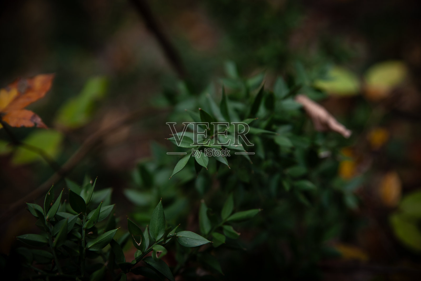 选择性模糊处理的刺叶龙血树(屠夫扫帚)在森林阴影中展现出尖锐的绿色叶子。微妙的焦点突显了这种安静的林下植物的细腻韧性。照片摄影图片