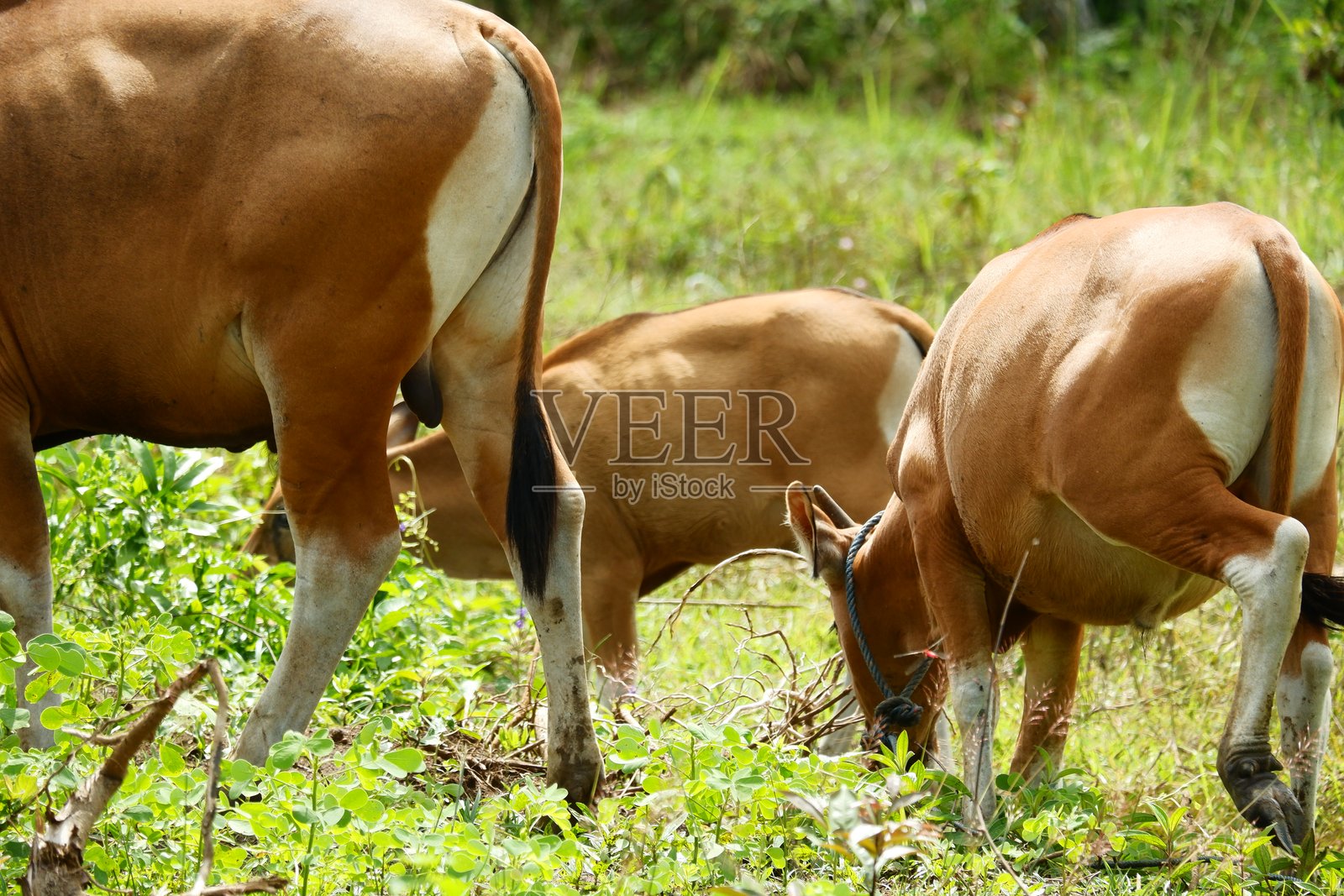 几头巴厘岛牛正在吃适合动物养殖业的草。照片摄影图片
