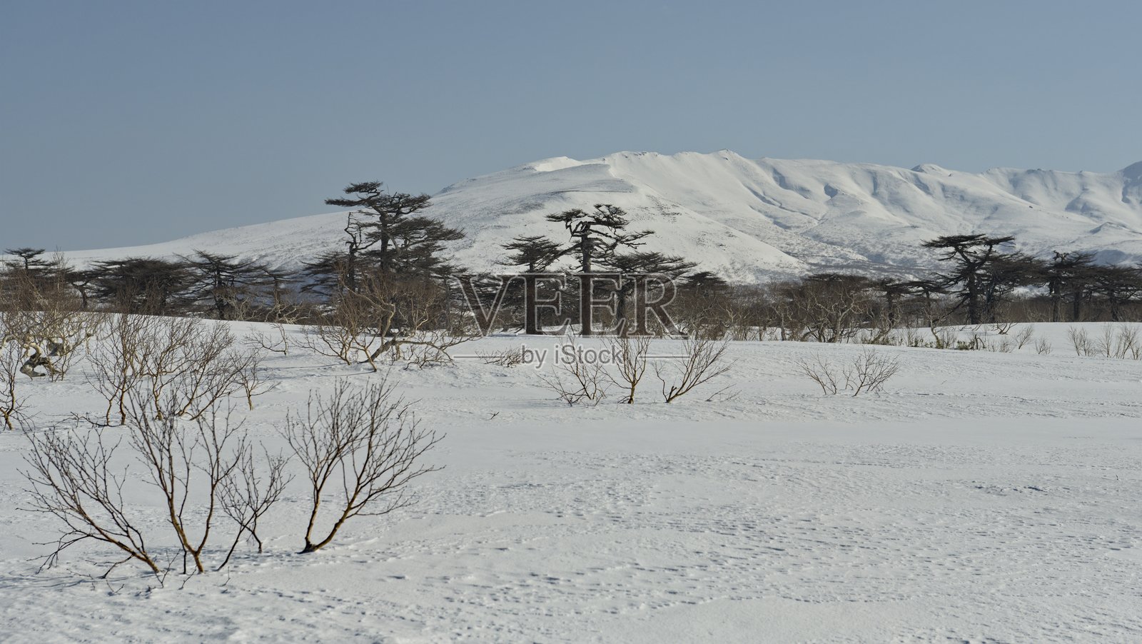 石桦的惊人笨拙照片摄影图片