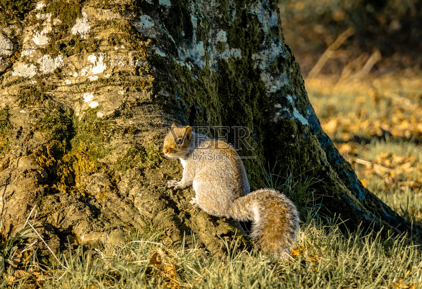 秋日阳光下的灰松鼠照片摄影图片