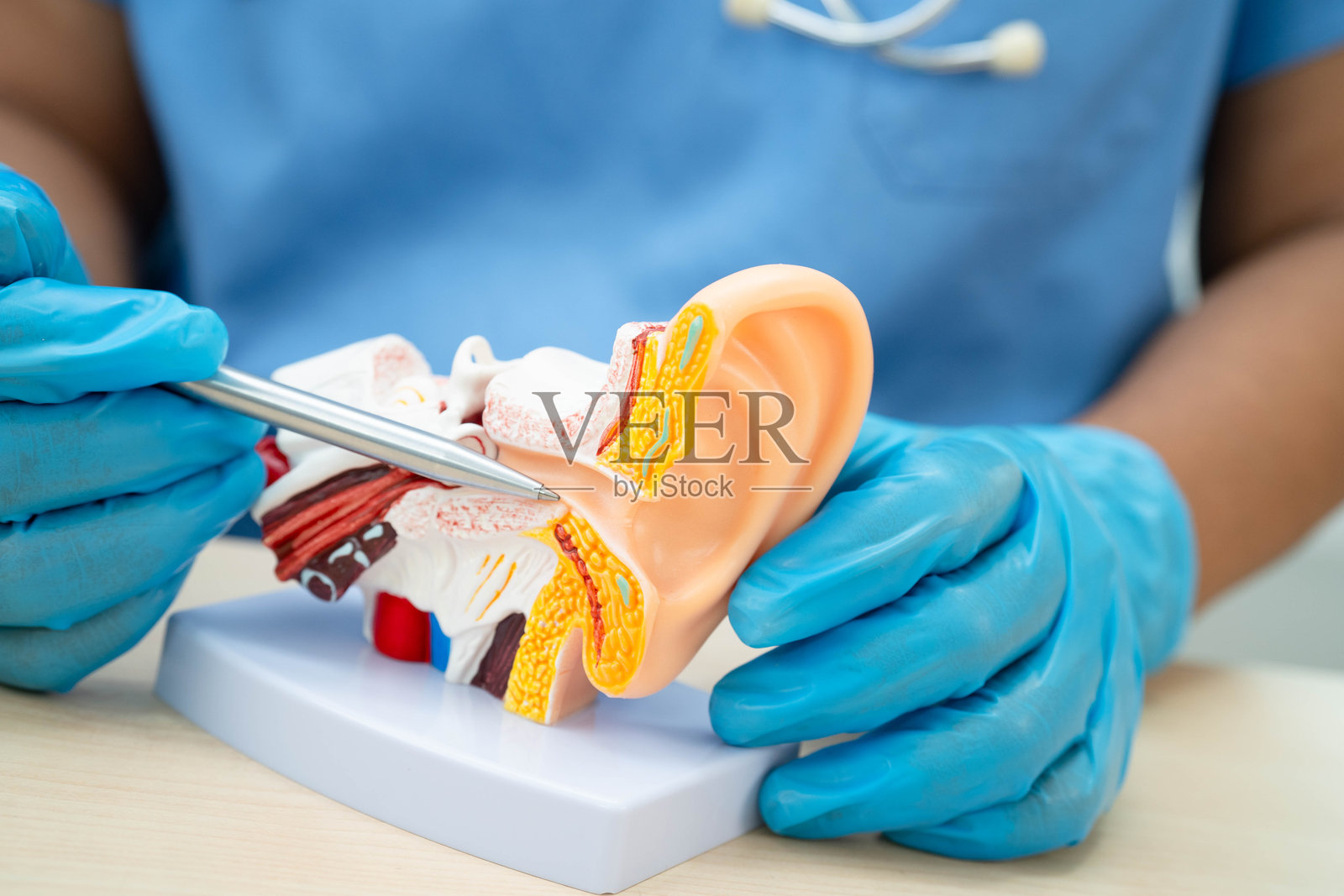 亚洲医生手持人耳模型,以学习和治疗患者的听力损失。照片摄影图片