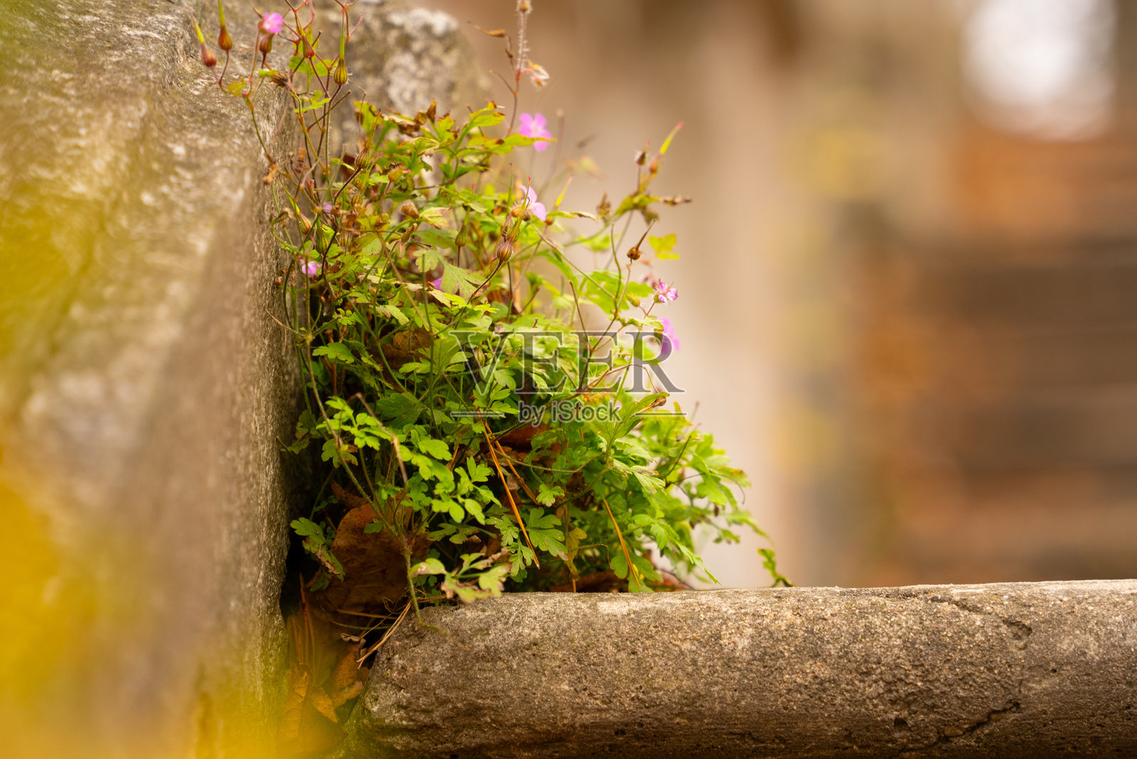 一丛野花在废弃的楼梯上生长。照片摄影图片