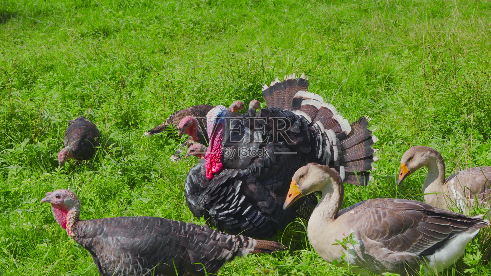 火鸡在绿色草地上觅食照片摄影图片