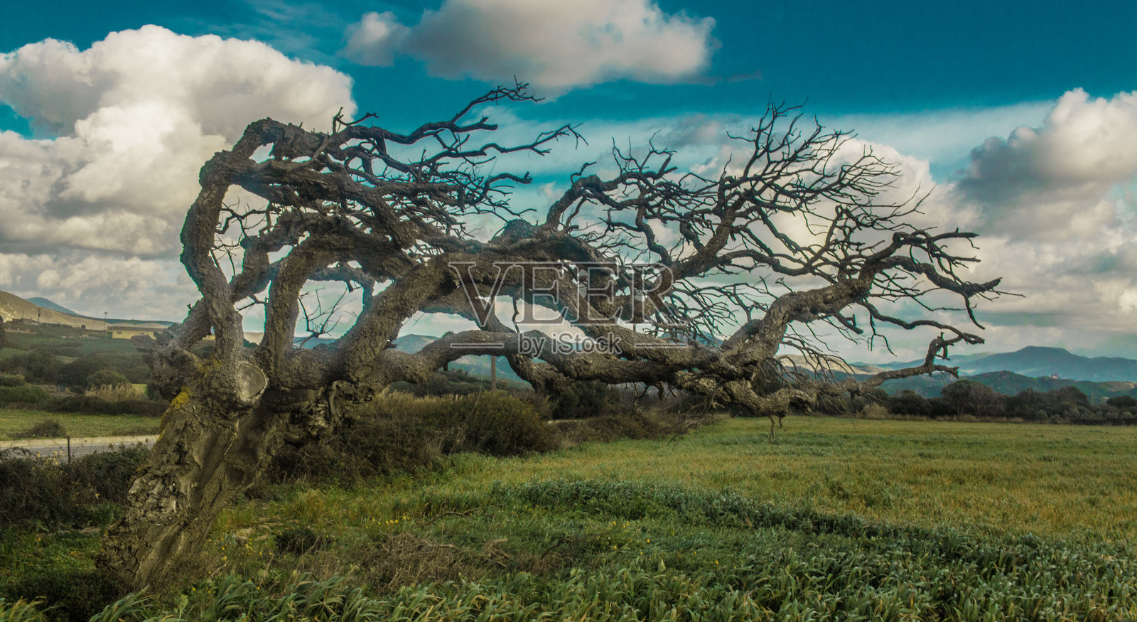 扭曲的风吹树木在阴云密布的天空下主宰着绿色草地照片摄影图片