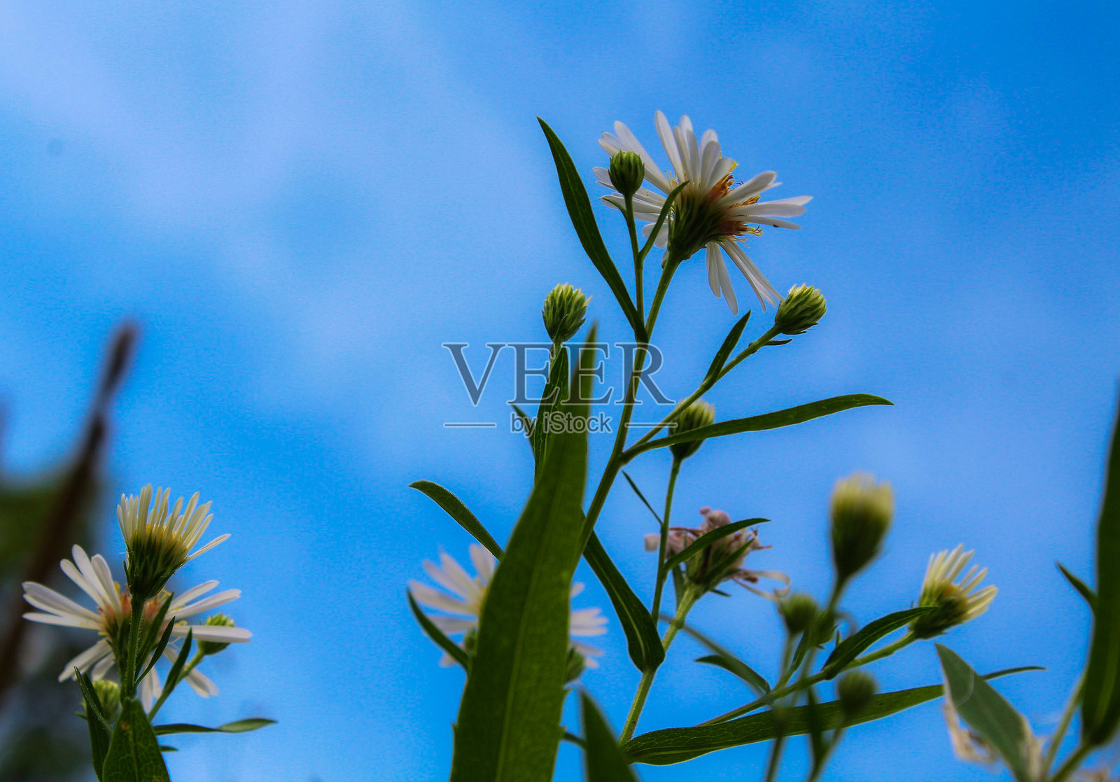 阳光明媚的日子里,蓝天背景下的花朵照片摄影图片