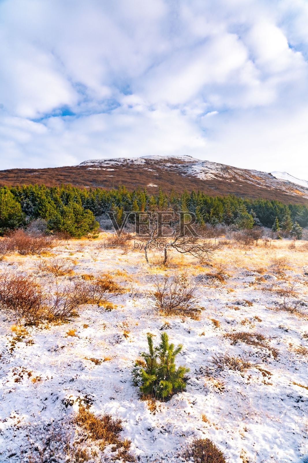 雪景中常青树和山脉在局部多云的天空下的美丽景色。照片摄影图片