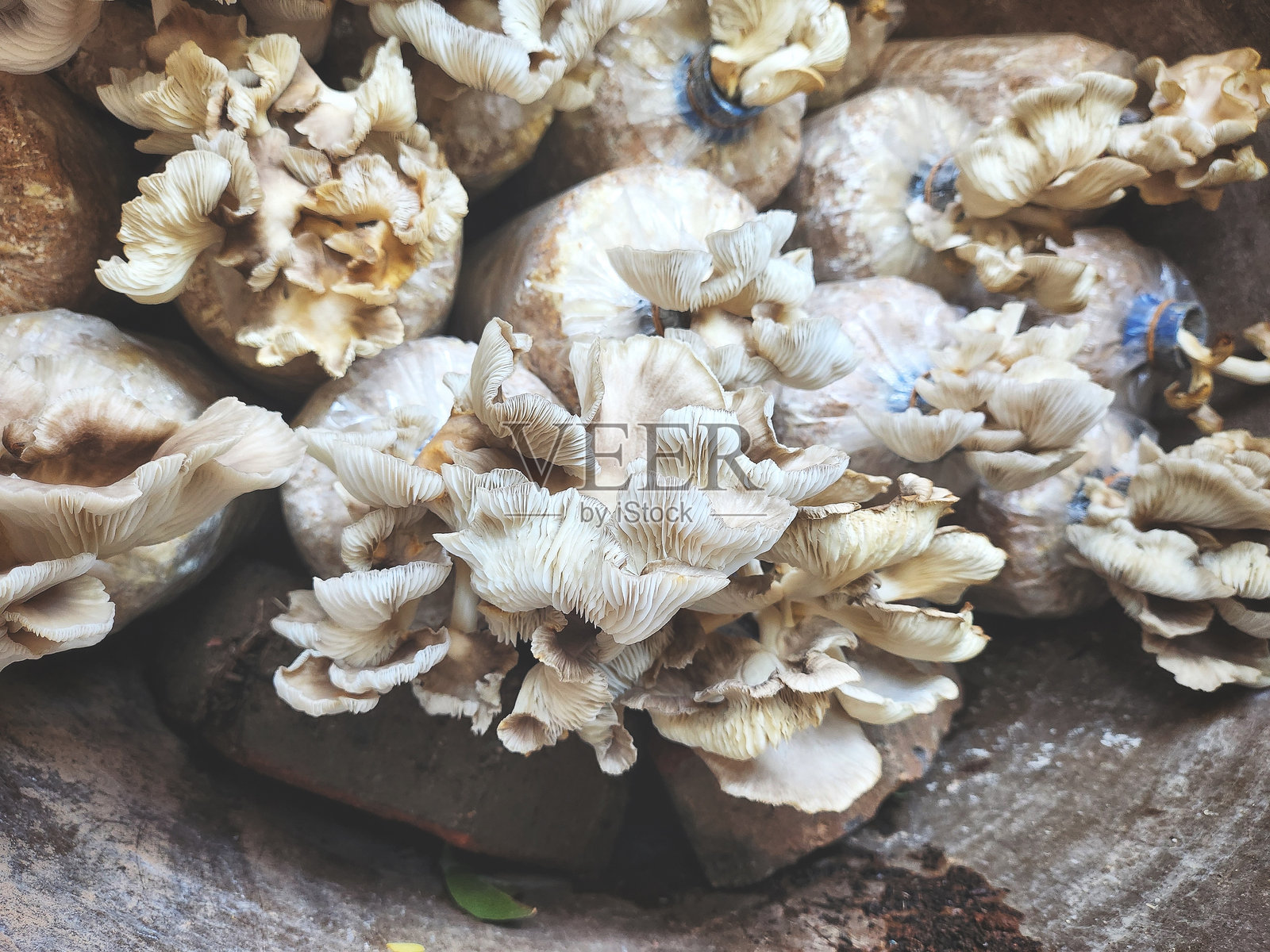 蘑菇农场的特写镜头照片摄影图片