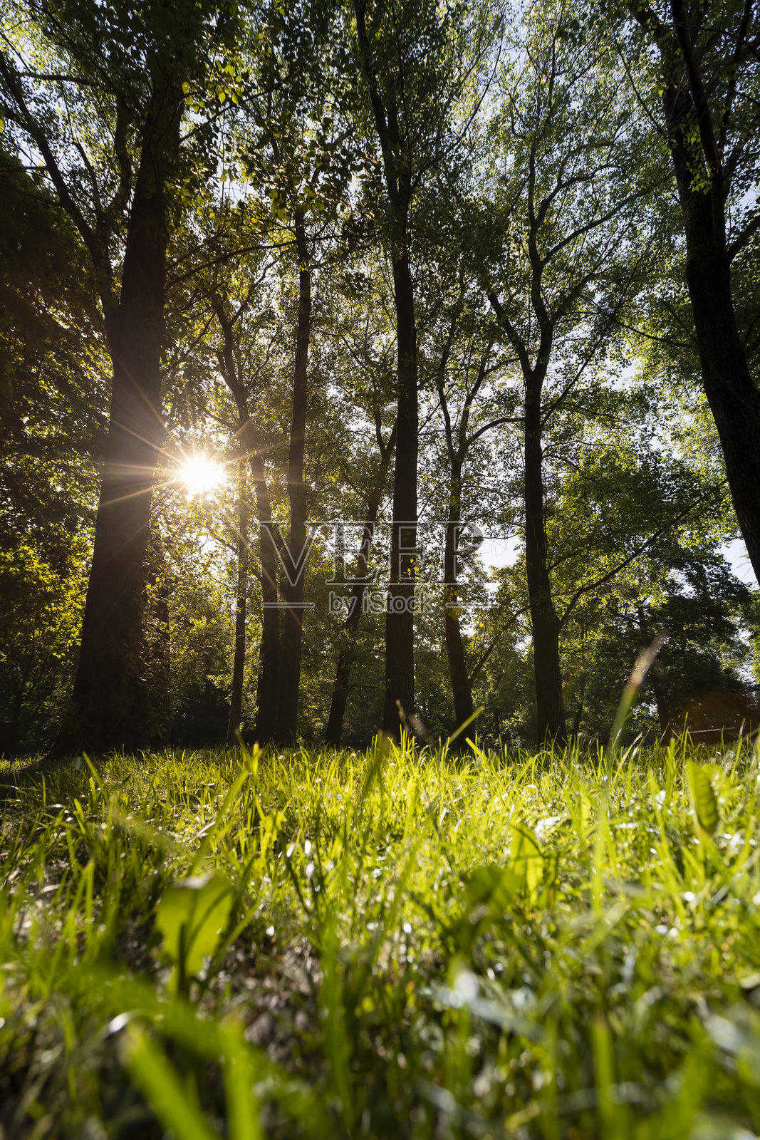 阳光透过春天树木的绿色树叶照射下来照片摄影图片