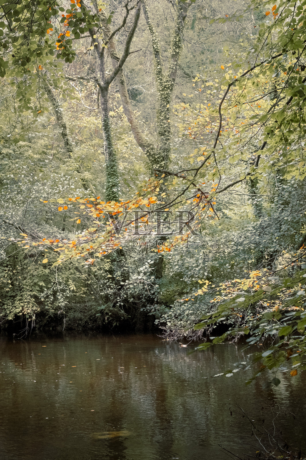 德文郡的秋季林地,金色树叶如画照片摄影图片
